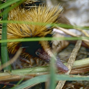 Tenrecul dungat
