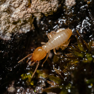 Termite