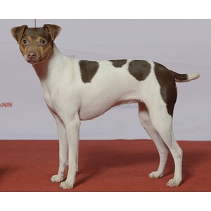 Terrier brazilian