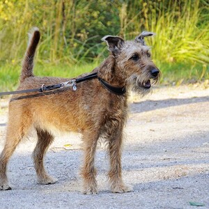 Terrier irlandez