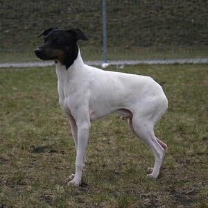 Terrier japonez