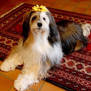Terrier tibetan