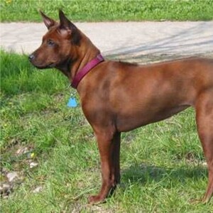Thai Ridgeback