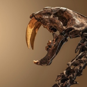 Craniu fosil de Smilodon cu doi canini superiori foarte lungi și curbați