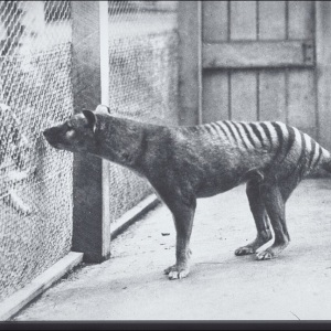 Fotografie alb-negru cu un tigru tasmanian cu dungi închise pe spate, într-o curte a unei grădini zoologice
