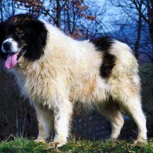 Tornjak