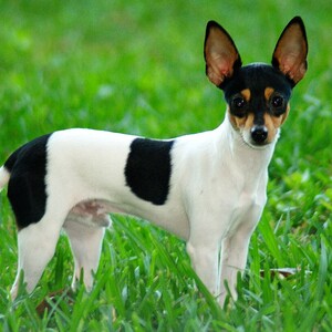 Toy Fox Terrier