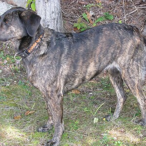Treeing Tennessee Brindle
