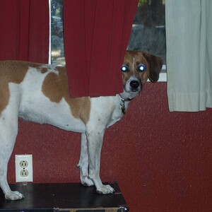 Treeing Walker Coonhound