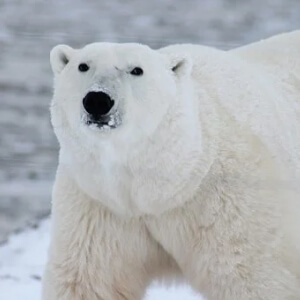 Ursul polar