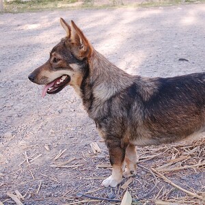 Vallhund suedez