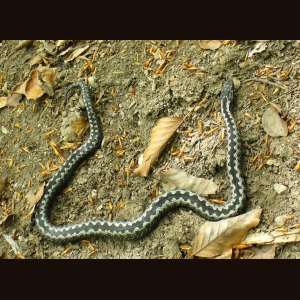 Vipera comună