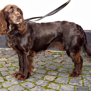 Wachtelhund
