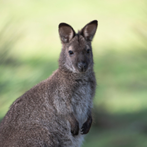 Wallaby