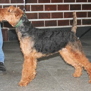 Welsh Terrier