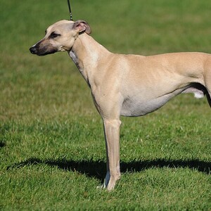 Whippet