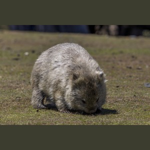Wombatul