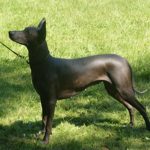 Xoloitzcuintle