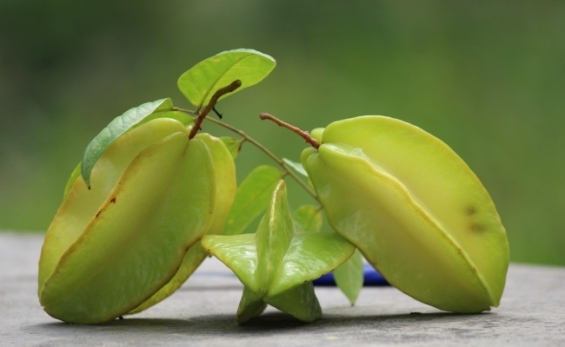 Carambola