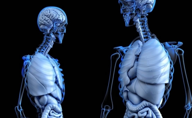 Cand se reinnoieste scheletul uman?