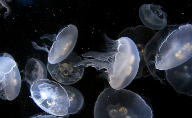 Meduza se poate regenera?