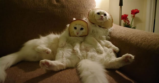 Pisici pe paine