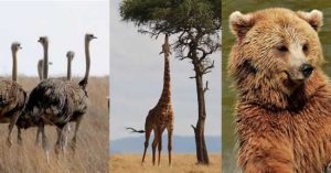 Top cele mai inalte animale din lume