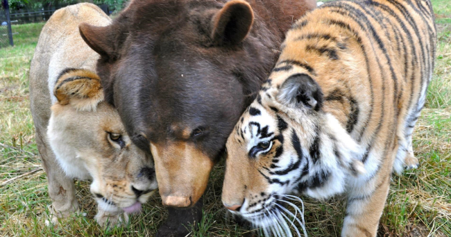 Tigru Leu Urs Tigru Leu Urs