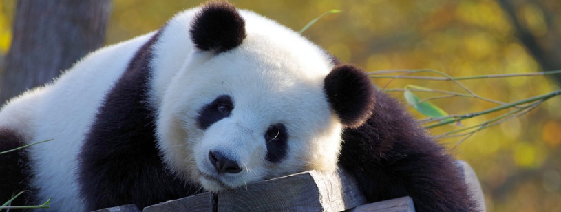 Ursul panda Ursul panda