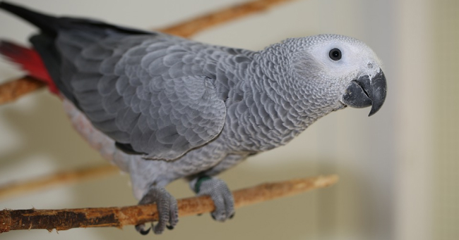 Papagal gri Papagal gri