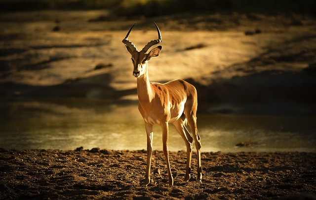 Antilopa impala alearga