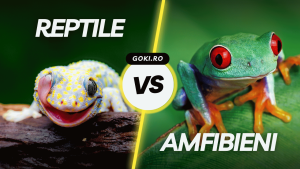 Diferența dintre Reptile și Amfibieni
