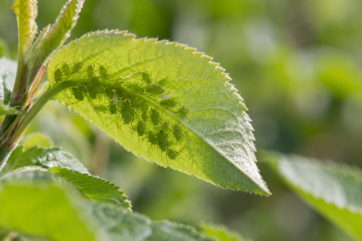 Ce sunt afidele și de ce apar pe plante?