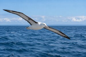 De ce poate albatrosul să zboare atât de mult fără să obosească?