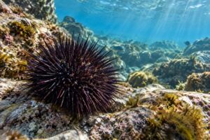 Curiozități despre ariciul de mare pe care copiii le pot înțelege ușor