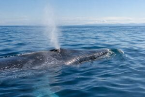 De ce cântă balenele și cum pot sunetele lor să călătorească prin ocean pe distanțe uriașe