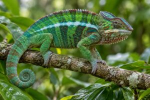 Ce rol au cristalele microscopice în schimbarea culorii cameleonului?