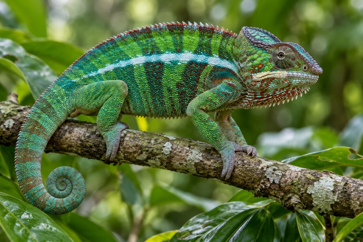 Ce rol au cristalele microscopice în schimbarea culorii cameleonului?