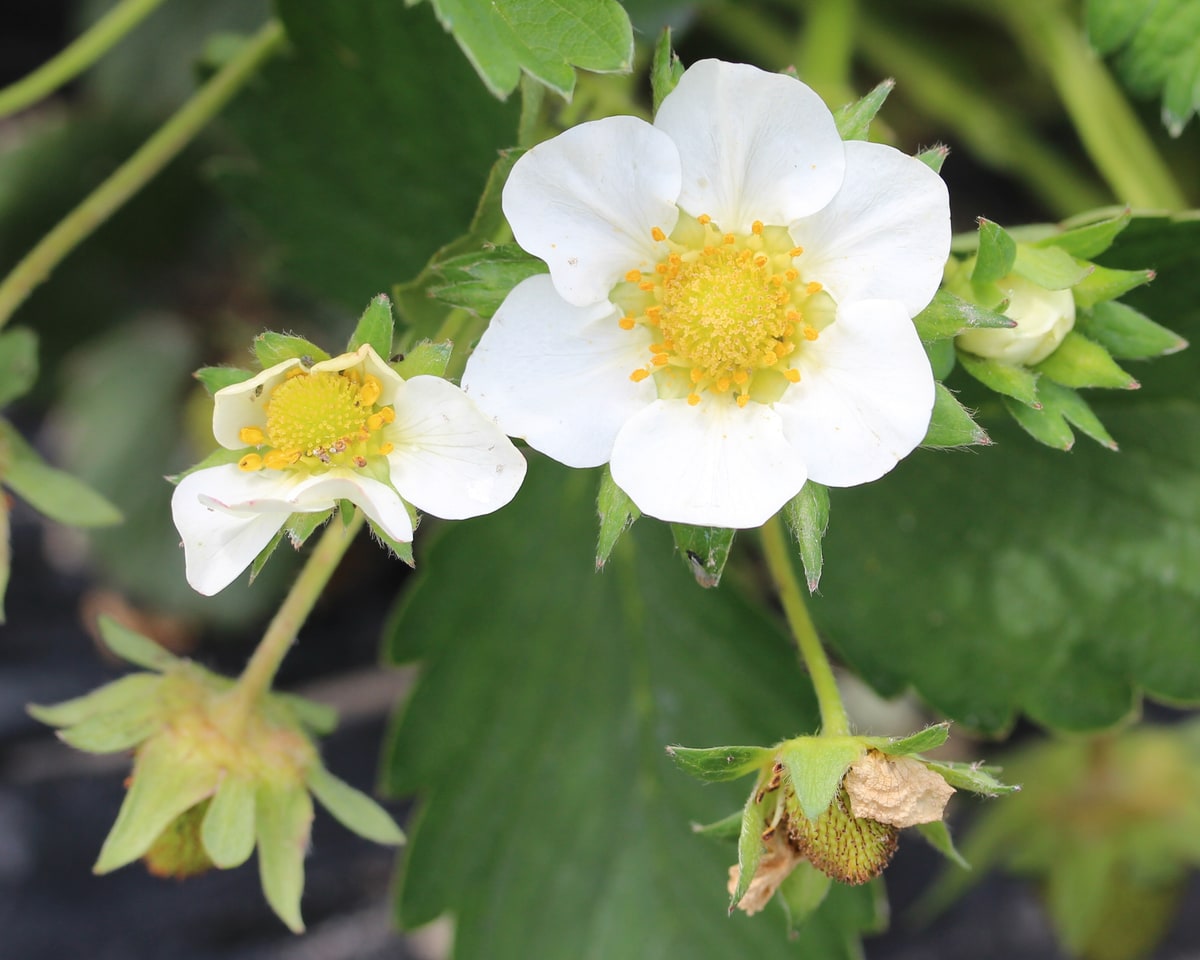 Floare de căpșun cultivat, Fragaria × ananassa, 29 aprilie 2012