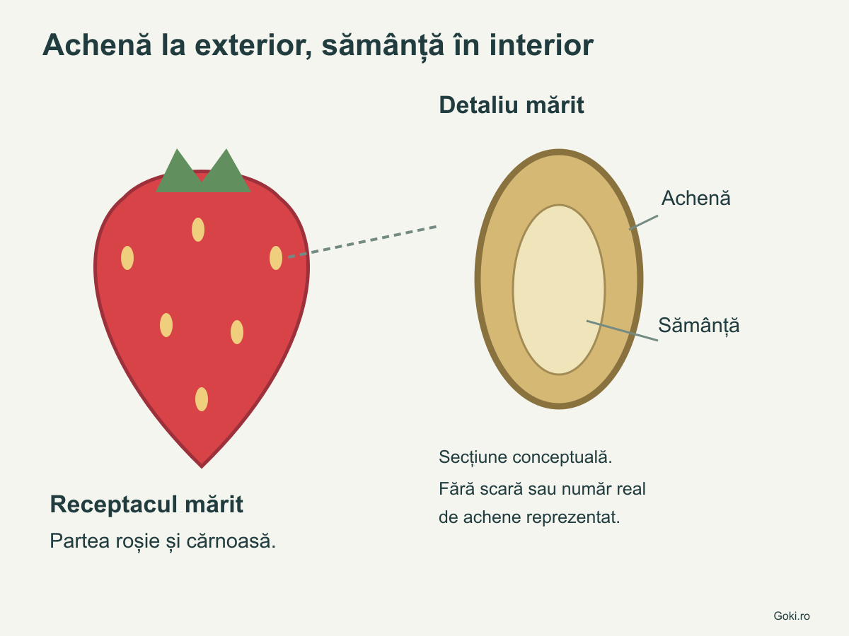 Schemă conceptuală a căpșunii și a unei achene în secțiune, cu sămânța în interiorul fructului mic