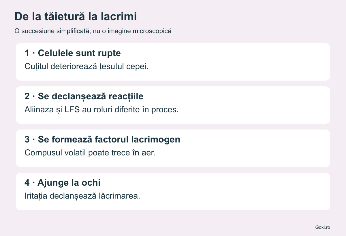 Patru etape: tăierea celulelor, reacții enzimatice, factor lacrimogen volatil și iritația ochilor