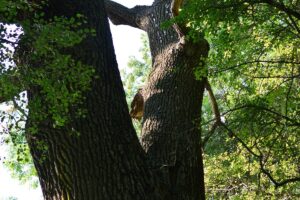 Trunchi de stejar în rezervația Pădurea Letea, fotografiat în septembrie 2024