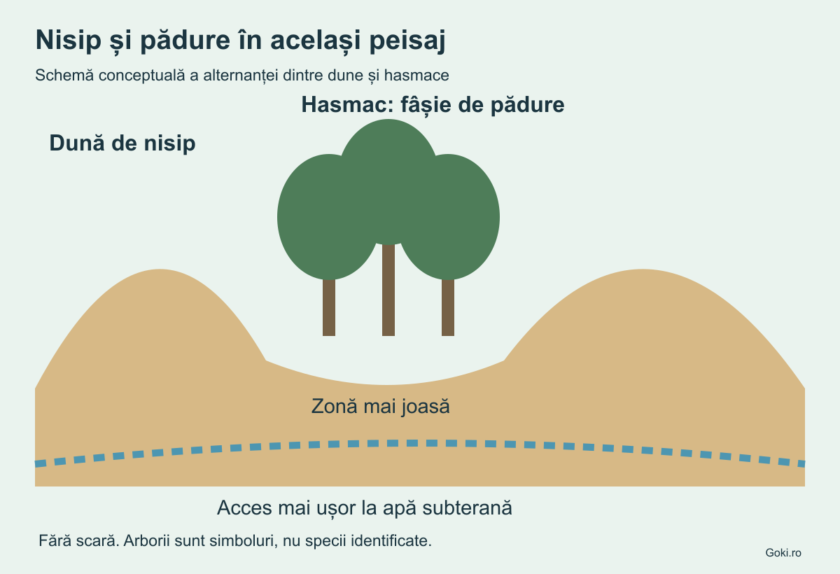 Schemă fără scară: dune de nisip și fâșii de pădure în porțiuni mai joase