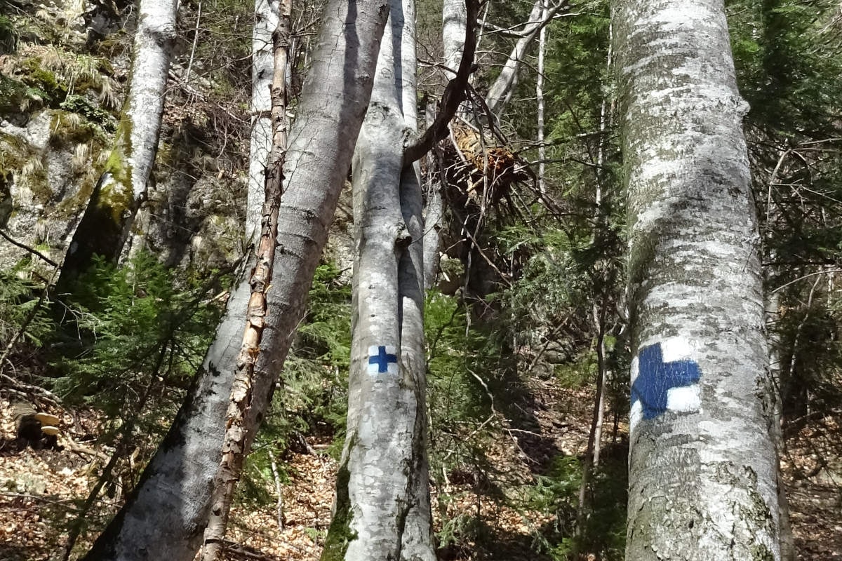 Marcaje cruce albastră pe arbori, de-a lungul unei poteci din România, fotografie din aprilie 2016