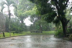 Ploaie și vegetație în Indonezia, fotografie din martie 2024