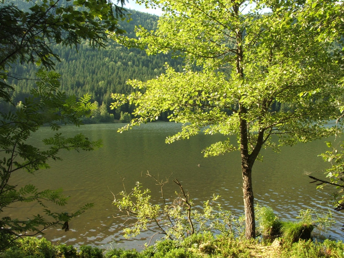 Apă și vegetație la lacul Sfânta Ana, fotografie documentară din iulie 2008